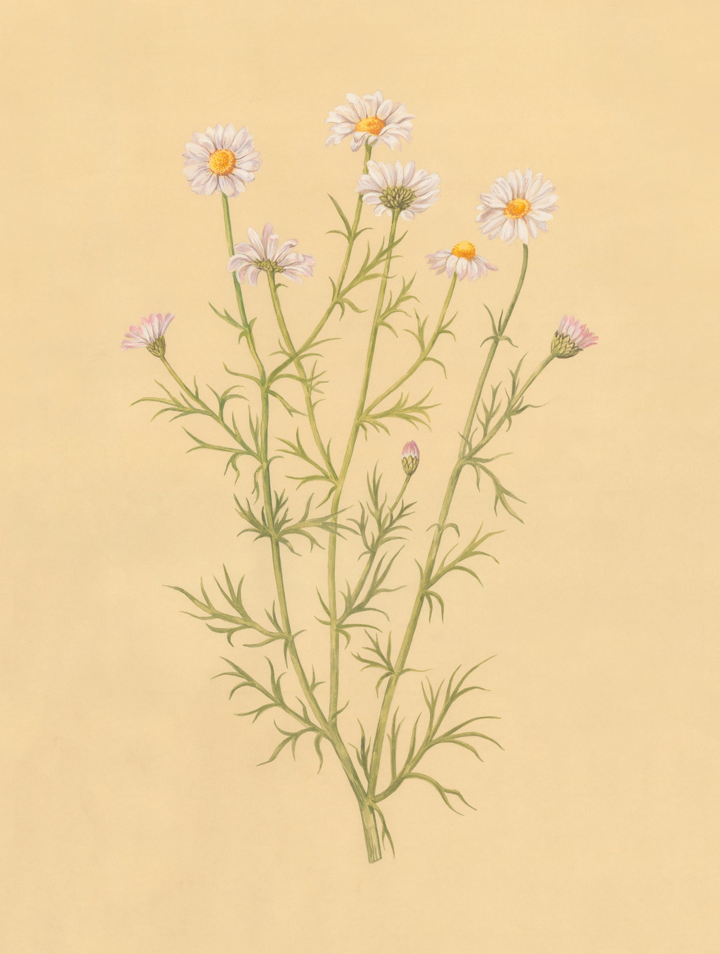 Field Daisy Print
