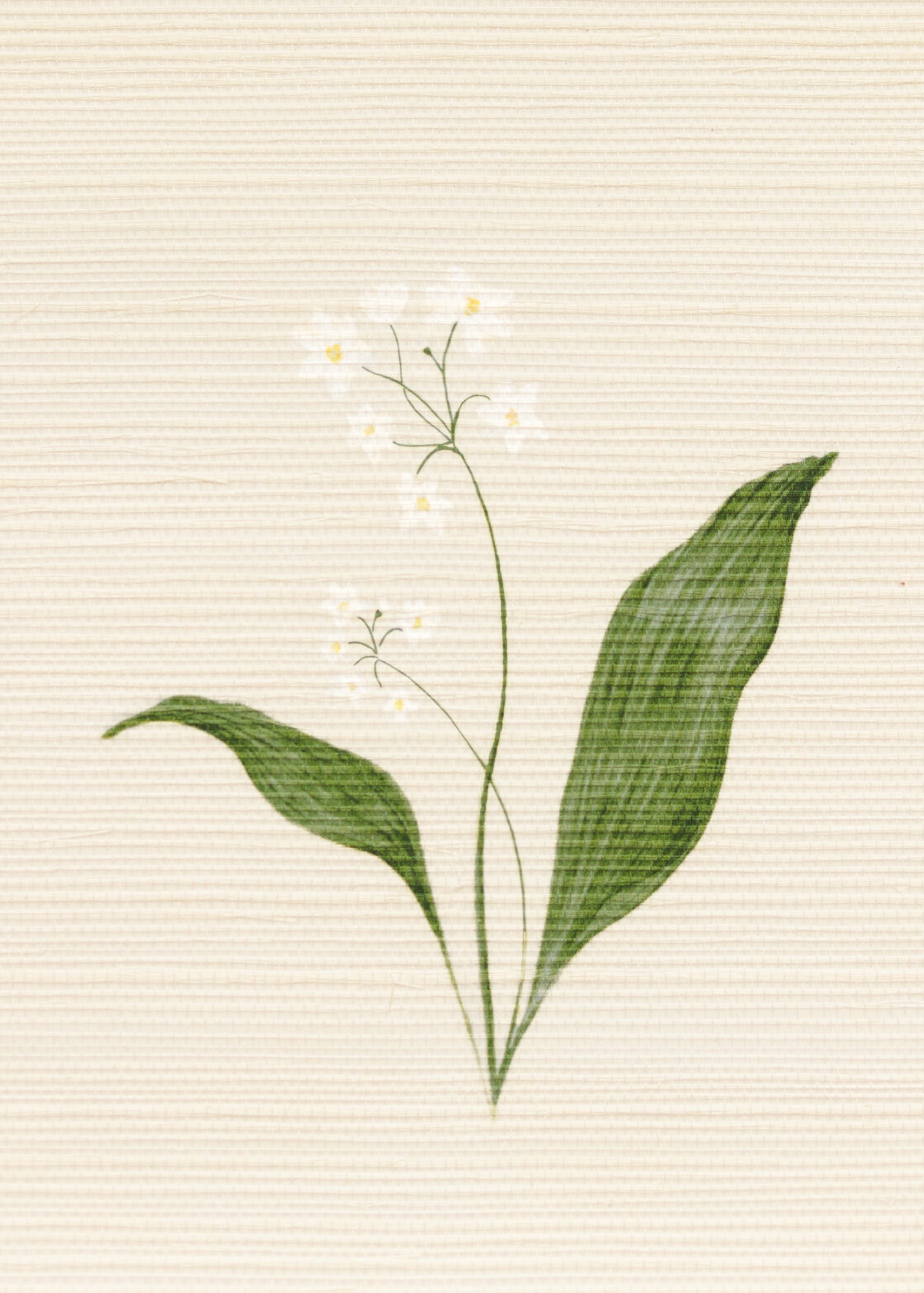 Herbarium Forest Grasscloth Wallpaper ~ Ivory