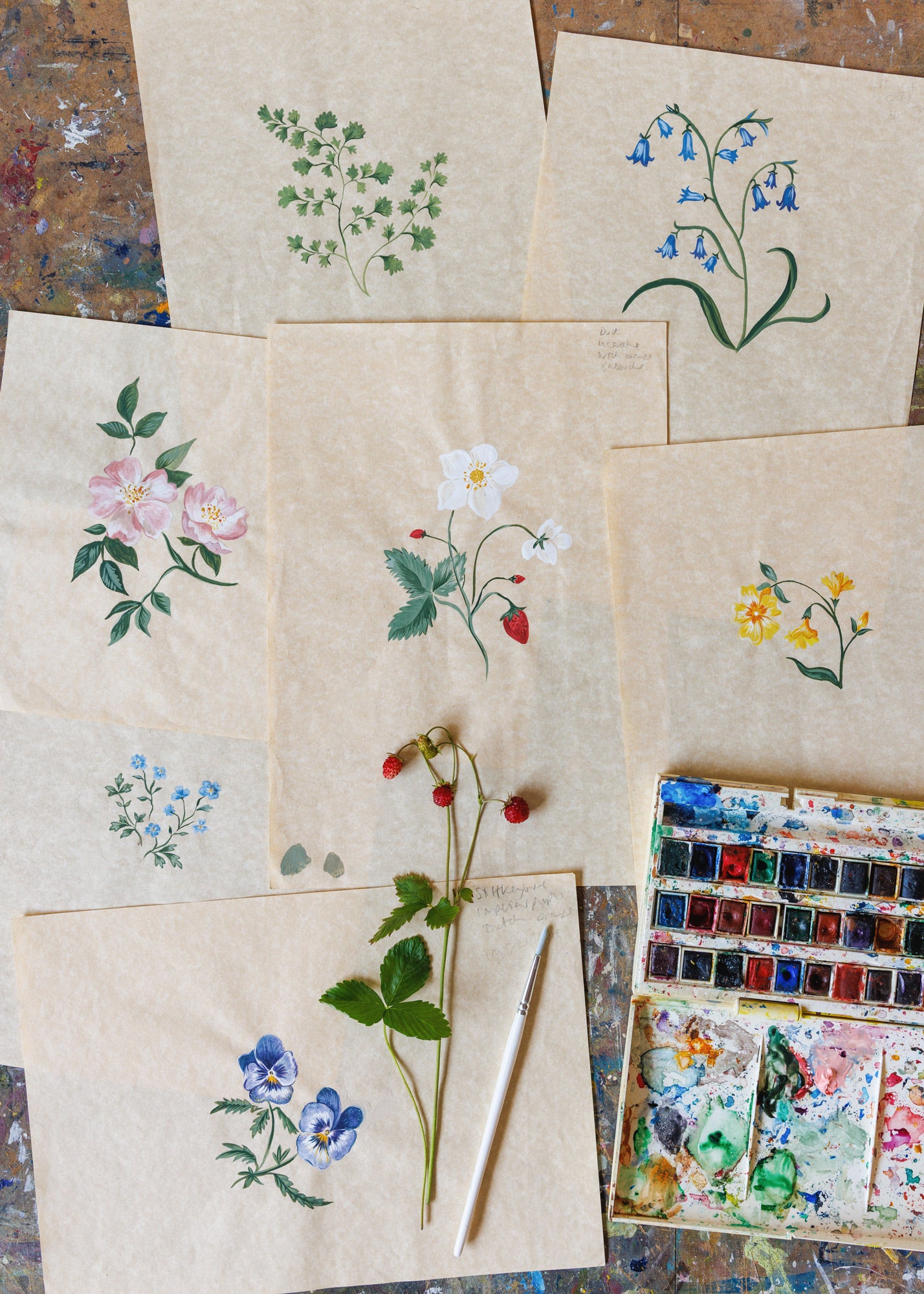 Herbarium Wildflower Wallpaper ~ Blush