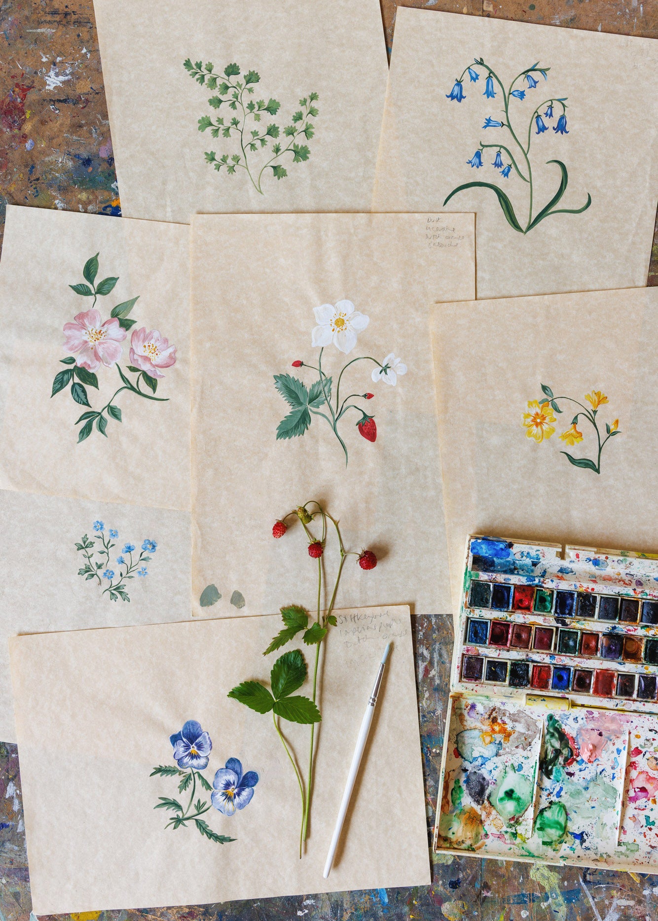 Herbarium Collection Sample Pack