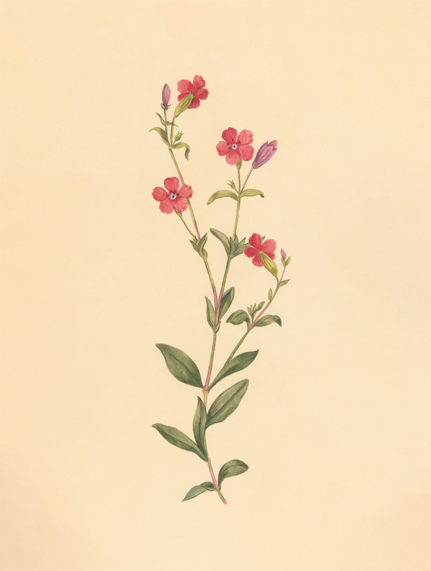 Red Campion Print