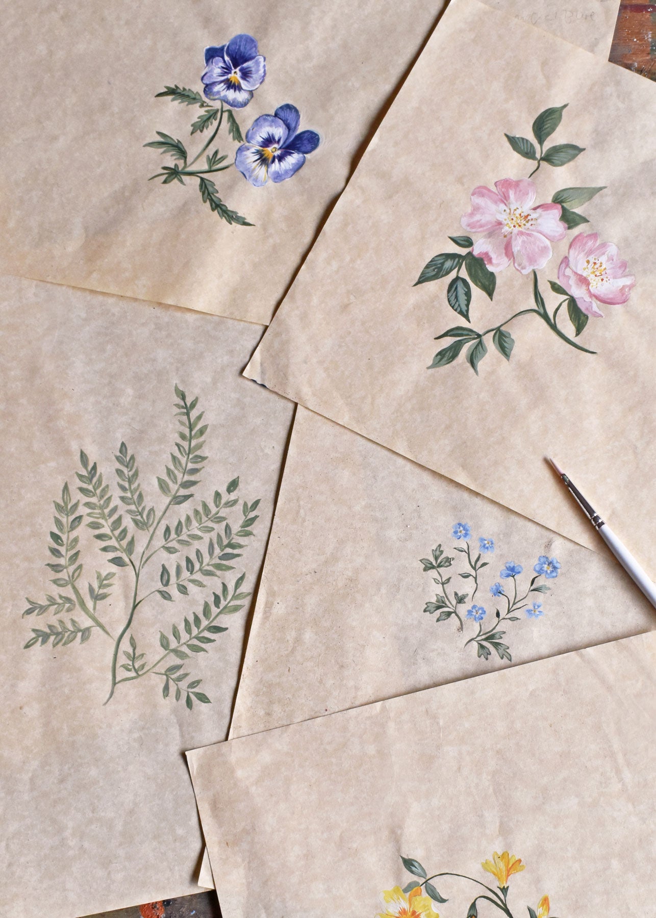 Herbarium Wildflower Wallpaper ~ Blush