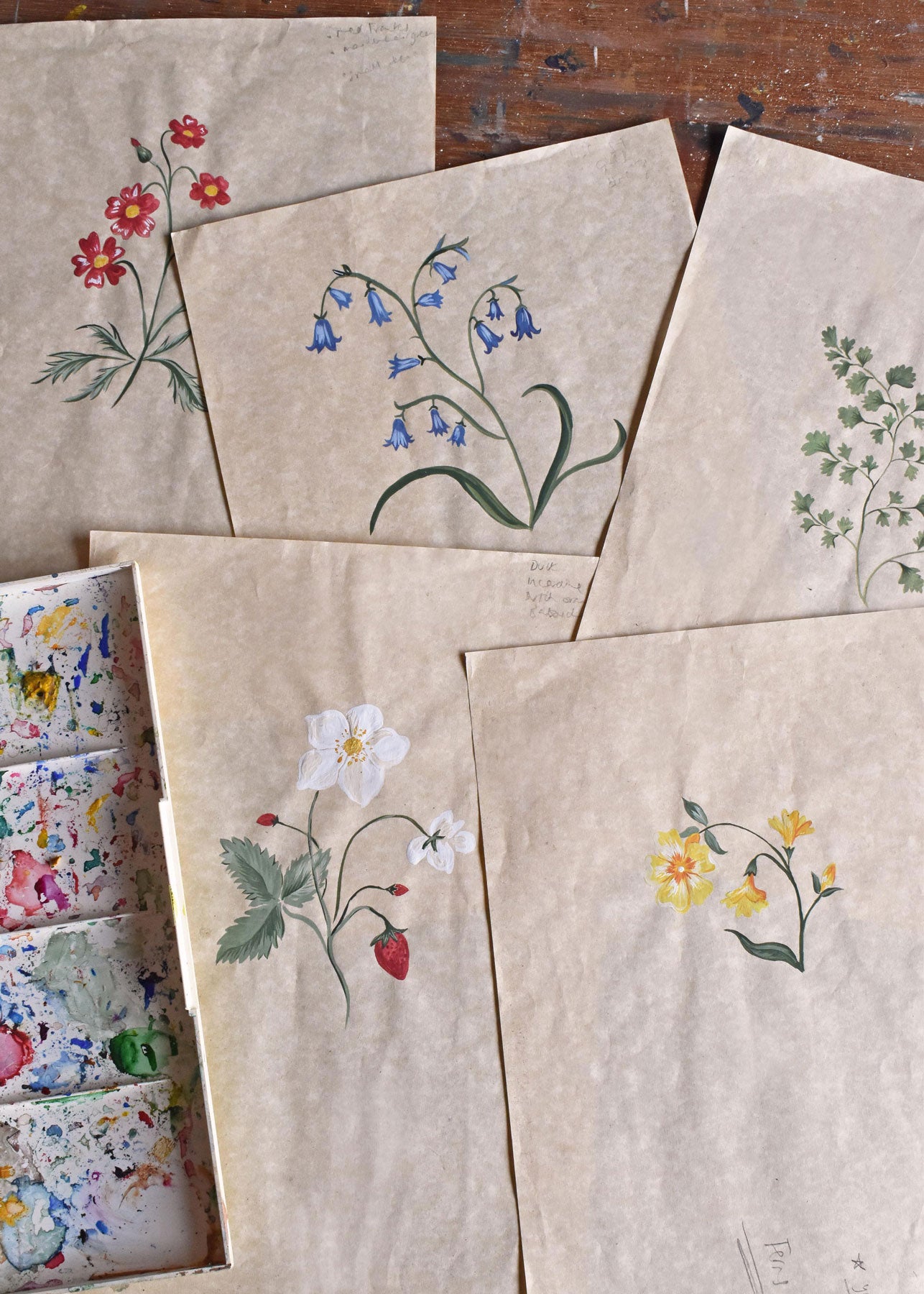 Herbarium Wildflower Wallpaper ~ Blush