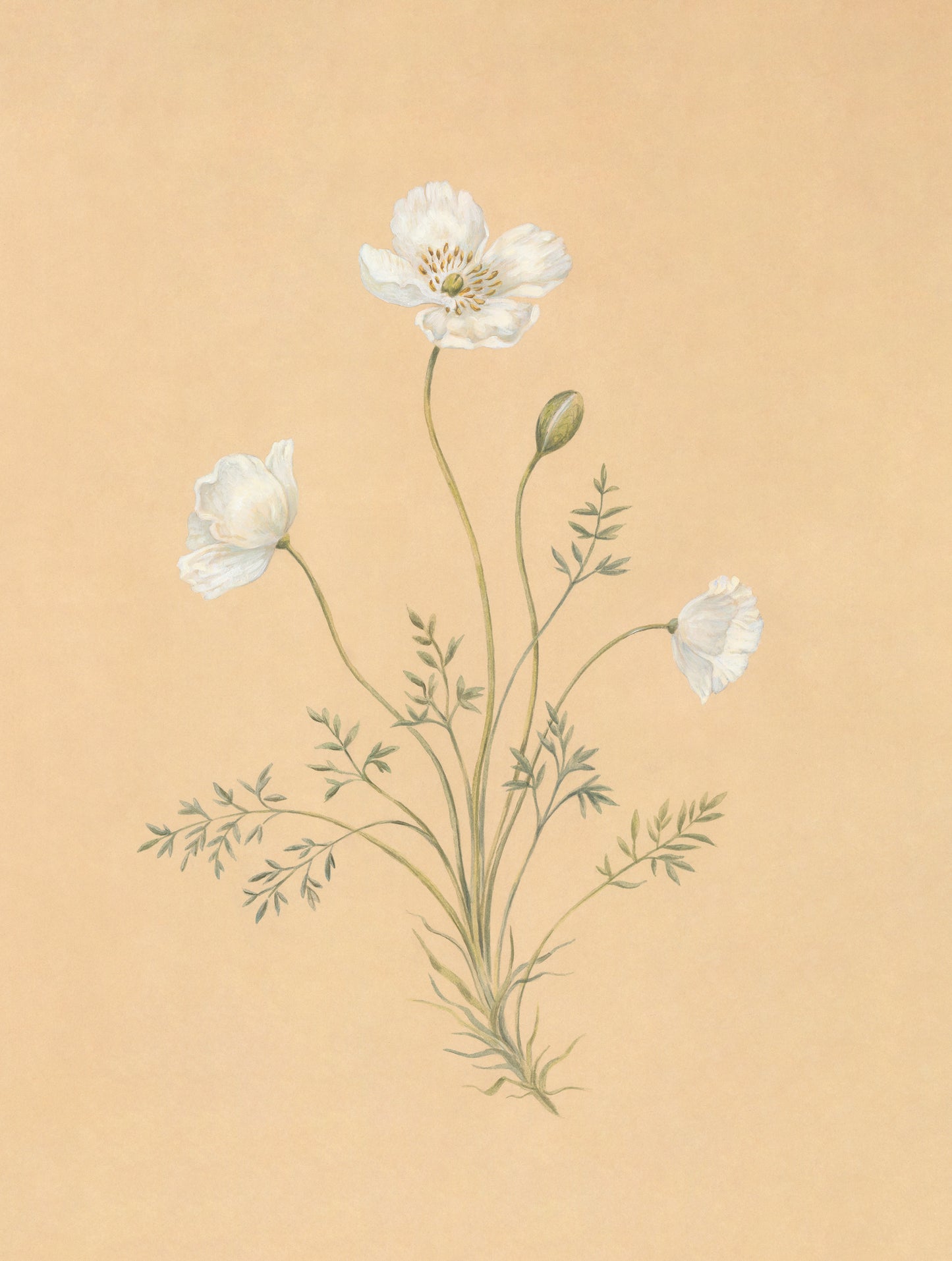 Alpine Poppy Print