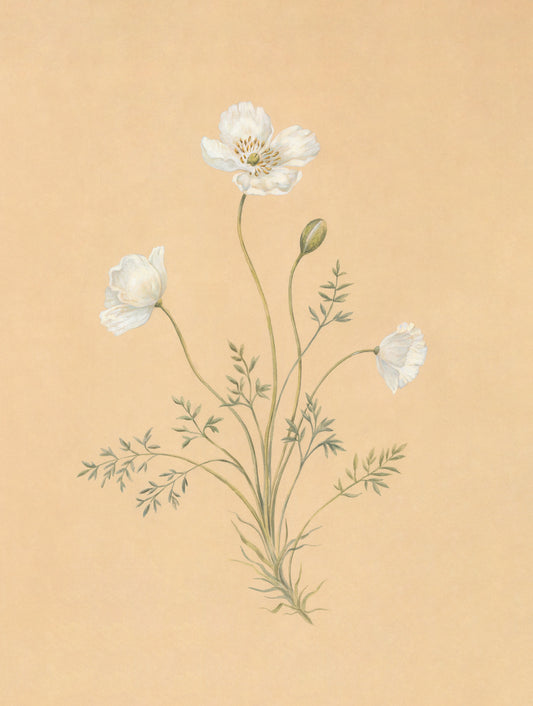 Alpine Poppy Print