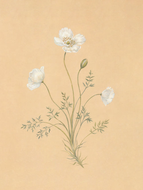 Alpine Poppy Print