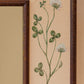 Botanica Mirror
