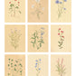 Botanica Print Set