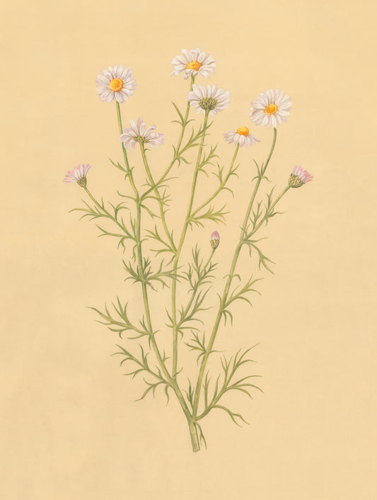 Field Daisy Botanica Print