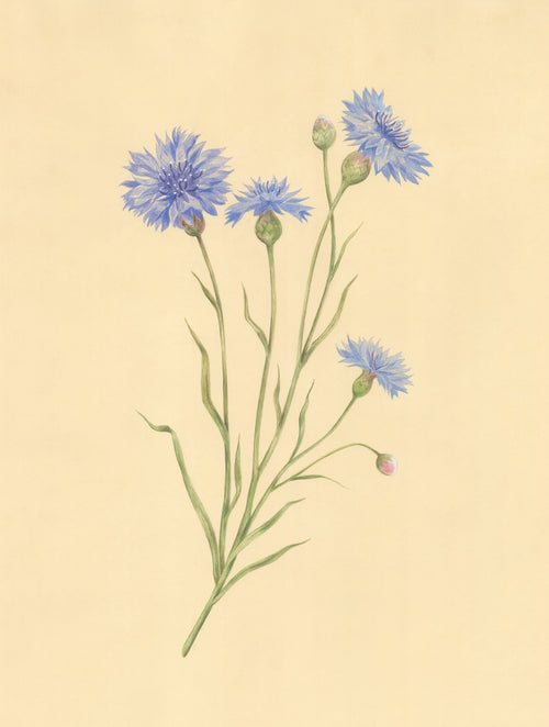 Field Cornflower Print