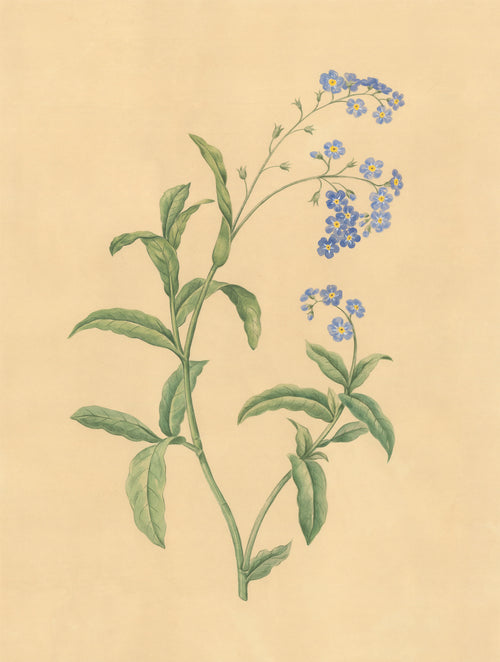 Forget-me-not Print
