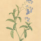 Botanica Print Set
