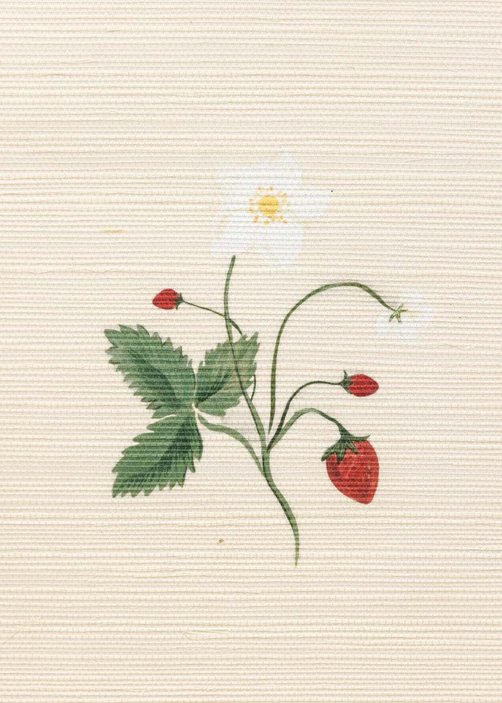 Herbarium Wallpaper Wildflower Tess Newall