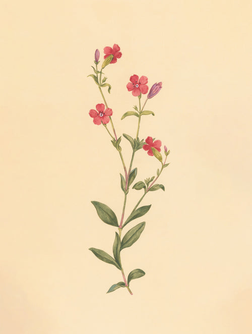 Red Campion Print