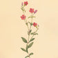 Botanica Print Set