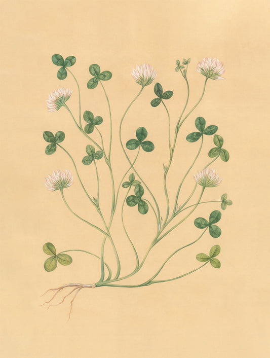 Wild Clover Print