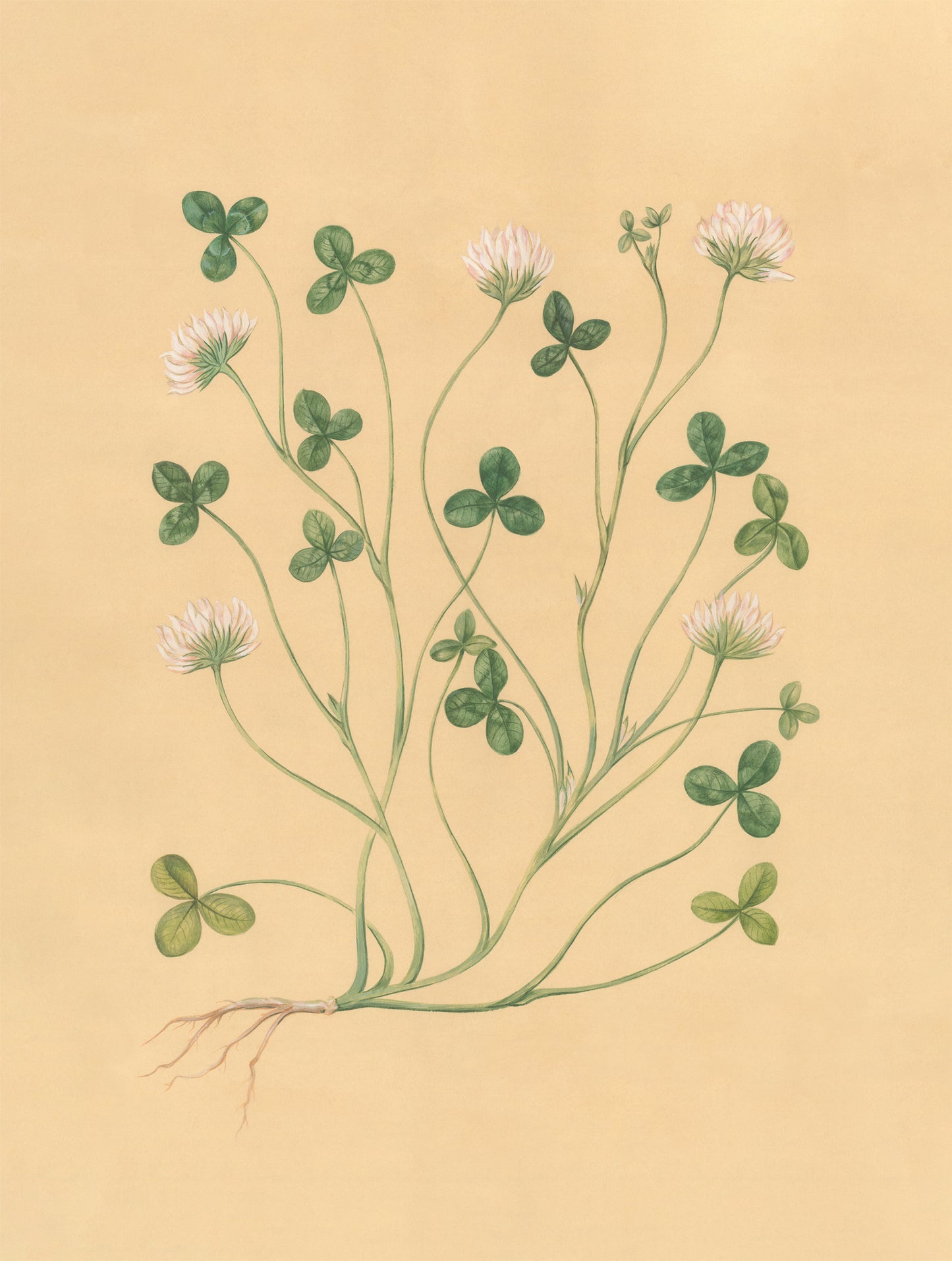 Botanica Print Set