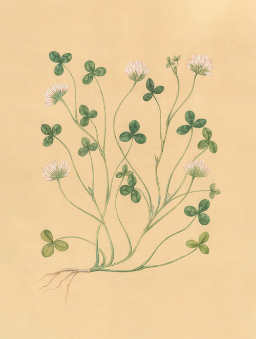 Wild Clover Print