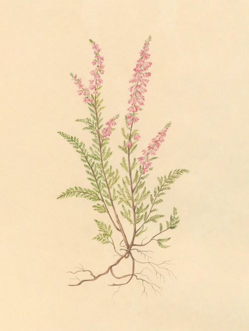 Wild Heather Print