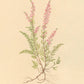 Botanica Print Set
