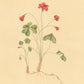 Botanica Print Set